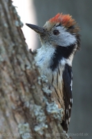 Ďateľ prostredný - Dendrocopos medius - Middle Spotted Woodpecker