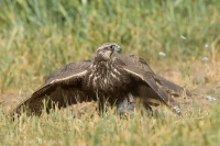 Sokol rároh - Falco cherrug - Saker Falcon
