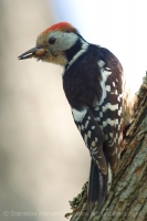 Ďateľ prostredný - Dendrocopos medius - Middle Spotted Woodpecker