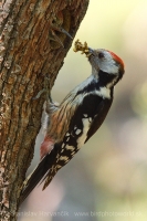 Ďateľ prostredný - Dendrocopos medius - Middle Spotted Woodpecker