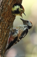 Ďateľ prostredný - Dendrocopos medius - Middle Spotted Woodpecker