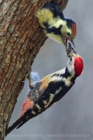 Ďateľ prostredný - Dendrocopos medius - Middle Spotted Woodpecker