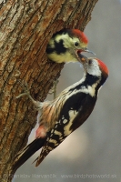Ďateľ prostredný - Dendrocopos medius - Middle Spotted Woodpecker
