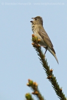 Červenák karmínový - Carpodacus erythrinus - Common Rosefinch