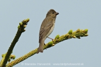 Červenák karmínový - Carpodacus erythrinus - Common Rosefinch