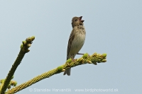 Červenák karmínový - Carpodacus erythrinus - Common Rosefinch