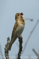 Červenák karmínový - Carpodacus erythrinus - Common Rosefinch