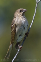 Červenák karmínový - Carpodacus erythrinus - Common Rosefinch