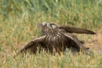 Sokol rároh - Falco cherrug - Saker Falcon