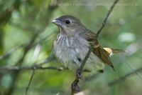 Červenák karmínový - Carpodacus erythrinus - Common Rosefinch