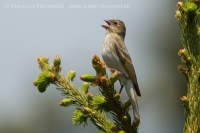 Červenák karmínový - Carpodacus erythrinus - Common Rosefinch