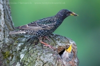 Škorec obyčajný - Sturnus vulgaris - Common Starling