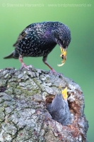 Škorec obyčajný - Sturnus vulgaris - Common Starling