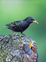 Škorec obyčajný - Sturnus vulgaris - Common Starling