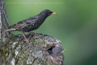 Škorec obyčajný - Sturnus vulgaris - Common Starling