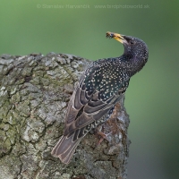 Škorec obyčajný - Sturnus vulgaris - Common Starling