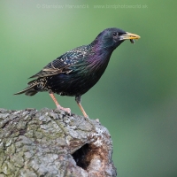 Škorec obyčajný - Sturnus vulgaris - Common Starling