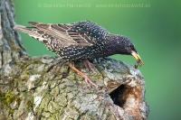 Škorec obyčajný - Sturnus vulgaris - Common Starling