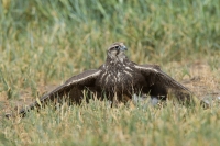 Sokol rároh - Falco cherrug - Saker Falcon