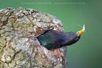 Škorec obyčajný - Sturnus vulgaris - Common Starling