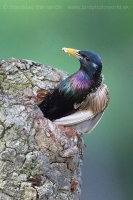 Škorec obyčajný - Sturnus vulgaris - Common Starling