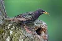 Škorec obyčajný - Sturnus vulgaris - Common Starling