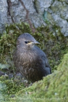 Škorec obyčajný - Sturnus vulgaris - Common Starling