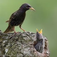 Škorec obyčajný - Sturnus vulgaris - Common Starling