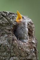 Škorec obyčajný - Sturnus vulgaris - Common Starling