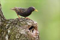 Škorec obyčajný - Sturnus vulgaris - Common Starling