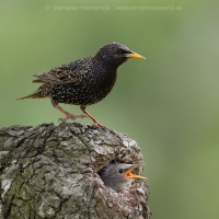 Škorec obyčajný - Sturnus vulgaris - Common Starling