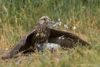 Sokol rároh - Falco cherrug - Saker Falcon