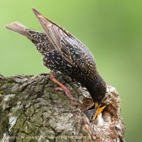 Škorec obyčajný - Sturnus vulgaris - Common Starling
