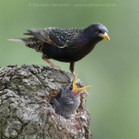Škorec obyčajný - Sturnus vulgaris - Common Starling