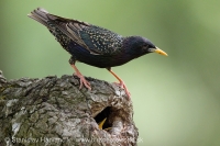 Škorec obyčajný - Sturnus vulgaris - Common Starling