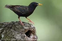 Škorec obyčajný - Sturnus vulgaris - Common Starling