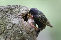 Škorec obyčajný - Sturnus vulgaris - Common Starling