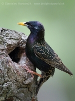 Škorec obyčajný - Sturnus vulgaris - Common Starling