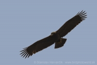 Orol kráľovský - Aquila heliaca - Eastern Imperial Eagle