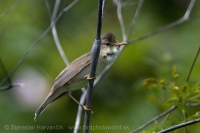 Trsteniarik obyčajný - Acrocephalus palustris - Marsh Warbler