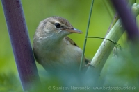 Trsteniarik obyčajný - Acrocephalus palustris - Marsh Warbler