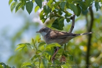 Penica obyčajná - Sylvia communis - Common Whitethroat