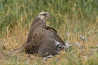 Sokol rároh - Falco cherrug - Saker Falcon