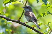 Penica obyčajná - Sylvia communis - Common Whitethroat