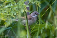 Penica obyčajná - Sylvia communis - Common Whitethroat
