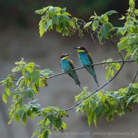 Včelárik zlatý - Merops apiaster - European Bee-eater