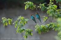 Včelárik zlatý - Merops apiaster - European Bee-eater
