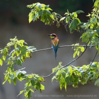 Včelárik zlatý - Merops apiaster - European Bee-eater