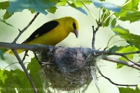 Vlha obyčajná - Oriolus oriolus - Golden Oriole