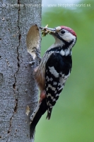 Ďateľ bielochrbtý - Dendrocopos leucotos - White-backed Woodpecker